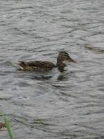Am Ufer des Schweriner See&acute;s ich diese Ente beobachten  ...