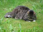In Hamburg, Moorredder habe ich diese Hauskatze beim Gras rupfen ...