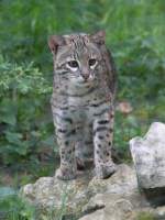 Kleinfleckkatze oder Geoffroy-Katze (Leopardus ...  Gilbert Angermann 31.05.2011