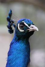 Blauer Pfau am 1.5.2010 im Tierpark Bad K�sen.  ...