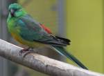 M�nnlicher Singsittich (Psephotus haematonotus) ...  Gilbert Angermann 31.05.2011