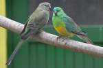 Singsittich-P�rchen (Psephotus haematonotus) am ...  Gilbert Angermann 31.05.2011