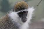 Gr�ne Meerkatze ...  Gilbert Angermann 01.06.2011
