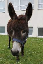 Hausesel am 1.5.2010 am ...  Gilbert Angermann 01.06.2011