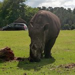 Nashorn im Gegenlicht im Serengetipark, 9.9.15 