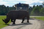 Das Nashorn ist dem Safari-Fahrzeug im Weg, Serengetipark, 9.9.15 