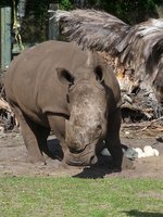 Nashorn auf Strauenbesuch im Serengetipark, 9.9.15 