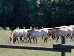 Eine Gruppe Przewalski-Pferde im Auswilderungsprojekt auf der Hohen Warte bei Fernwald Annerod.