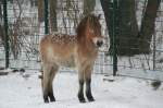 Ein junges Przewalski-Urwildpferd (Equus przewalskii) steht einsam im Schneetreiben.