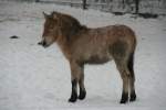 Junges und struppiges Przewalski-Urwildpferd (Equus przewalskii) am 9.1.2010 im Schneetreiben im Tierpark Berlin.