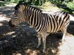 Zebra(Capman)fhlt sich im Tierpark Haag sichtlich wohl; 130722