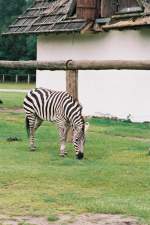Zebra im Safaripark Stukenbrock (SCHLO HOLTE-STUKENBROCK, Kreis Gtersloh/Deutschland, 29.07.1998) -- Foto eingescannt