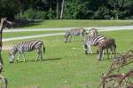 Noch mehr Zebras gibt's zu sehen vom Aussichtspunkt hinter dem Elefanten im Serengetipark, 9.9.15