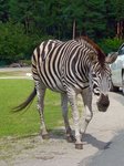 Das Zebra luft brav am Fahrbahnrand im Serengetipark, 9.9.15