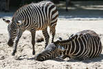 Zwei Grevy-Zebras im Zoo Berlin.