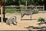  Nur nichts berstrzen...   Zwei Zebras (Hippotigris) im Zoo Aschersleben.