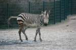 Ein Hartmann-Bergzebra (Equus zebra) verucht sich im Eiskunstlaufen.