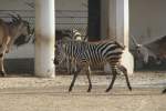 Dieses kleine Bhm-Steppenzebra (equus quagga boehmi) wird von einer Elenantilope gergert.