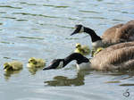 Eine Kanadagansfamilie auf dem mminger See