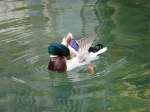 Hier schwimmt eine Ente im Gardasse, Garda am 30.05.2013.