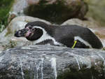 Ein Humboldt-Pinguin geniet seine Ruhe.