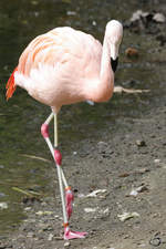 Ein Roter Flamingo