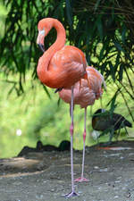 Rote Flamingos im Zoo Duisburg.