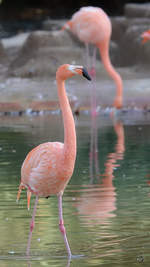 Chile-Flamingos, abgelichtet im Zoo Barcelona (Dezember 2011)