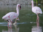 Zwei Rosa-Flamingos und eine Nilgans im Zoom Gelsenkirchen.