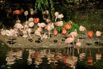 Die Flamingokolonie im Zoo Dortmund.