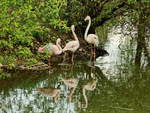 Flamingoteich im Ortsteil Schnefeld in Brandenburg am 03.