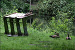 , Aussichtsplatz -    Eine aus der kleine Gruppe von Nilgnsen in einem Antwerpener Park hat sich einen Platz mit berblick ausgesucht.