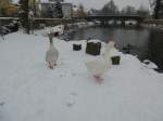 Am verschneiten 26.01.2014 standen zwei Gnse am Saale Ufer in schwarzenbach an der Saale.