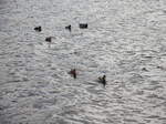 Eine Gruppe von Enten auf den  Scharmtzelsee  in Bad Saarow am 06.