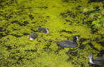 Mhlenteich in Lbeck - In Ufernhe versuchen die Blsshhner (auch Zappis genannt, gehren zu den Rallenvgeln) durch den dicken Algenteppich zu kmpfen um