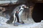 Publikumsmagnet sind die Humboldt-Pinguine auf der Dachterrasse des Ozeaneums.