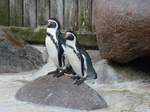 Pinguine im Kurpark Cuxhaven, 10.9.2015 