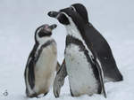 Drei Humboldt-Pinguine im Zoo Dortmund (Februar 2010)