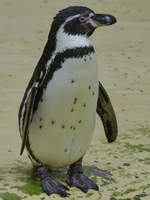 Ein Humboldt-Pinguin im Zoo Rostock.