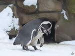 Humboldt-Pinguine im Zoo Dortmund.