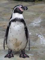 Pinguin  ALFRED  kann die tgliche Ftterungszeremonie im Kurpark von Cuxhaven kaum erwarten; 090830