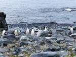Eine Kolonie Zgelpinguine ( Pygoscelis antarcticus ) auf Half Moon Island (South Shetland Islands-Antarktica) am 7.1.2022
