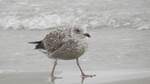 Junge Silbermwe (Larus Argentatus) am 03.10.2021 am Strand von Binz auf der Insel Rgen.