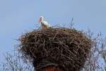 Ein Storch schaut ber seinen Nestrand.- 18.04.2013