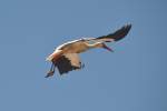 Storch beim Abflug (SILVES, Distrikt Faro/Portugal, 08.05.2014)