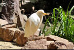 Alles im Blick!  Kuhreiher (Bubulcus ibis) an der Teichvoliere des Zoo Aschersleben.