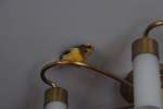 Mein Kanarienvogel Charly auf der Lampe.