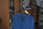 Kanarienvogel Merlin, auf mein PC-Sessel.