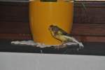 Kanarienvogel Charly sitzt auf Fensterbank.