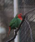 Die Rotkpfige Papageiamadine (Amblynura psittacea) ist eine aus der Sdsee stammende Prachtfinkenart.